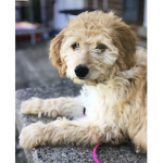 Golden doodles