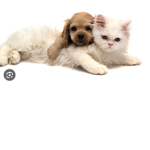 Cats and dogs are cutee :D