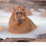 Capybara-Star