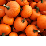 Pumpkins house