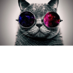 The kittens army