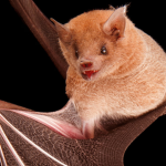 Batty Biology