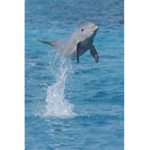 dolphin buddys