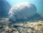 Manatee Tech.