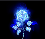 blue Rose1