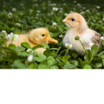 Duck and chiken:)