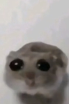 Plushie’s Shop