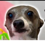 Kermit the dog group