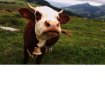 The Cows That Fight