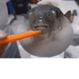 Feed Pufferfish with carrot