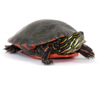 Turtle and Tortoise Appreciation Group