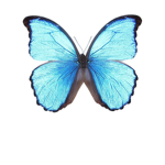 #BlueTeam4Ever