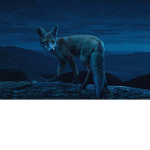 Night Foxies