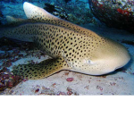 The Soggy Zebra Sharks