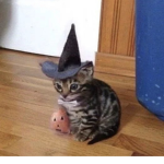 I<3catss