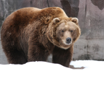 # Honey bear Squad