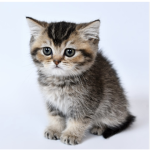 Kitty clan/kingdom