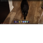 cats unite from a big thing