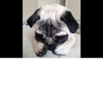 Pugify Me🐕