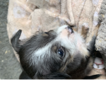 xox_Puppy