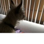 PUPPy'n ALl DAy!!! 🐶🐶🐶🐶🐶🐶🐶🐶🐶🐶🐶🐶🐶🐶🐶�