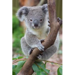 #THE KOALA SQ