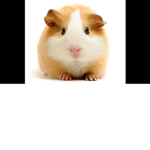 Guinea Pigs!!!!