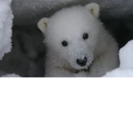 snowy winter the artic polar bears seals