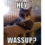 handsome kitty fan group LOL
