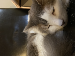 WOLF and CAT is the best