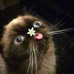 MWAAA!!!