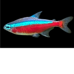 Fishy’s are fishy’s