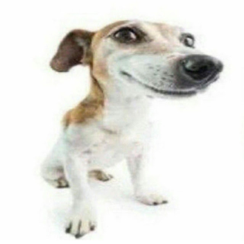 Impreza na żywo Ninja -SHREK EDITION-