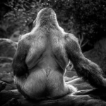 daddy gorilla