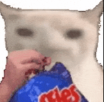 untitled.cat