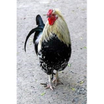 swiftys 1010101010100101010100110`00