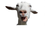 goat gang gang
