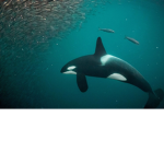 The orca