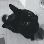  =＾• . •＾=  
