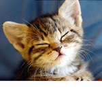 TeamKitty