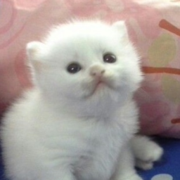PwettysIdeas