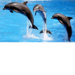 #dolphin squad 1