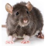 Rats Come Alive