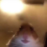 Staring Hamster Clan