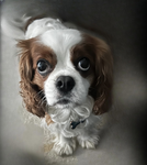 The gizmo liker group