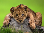 Lions are amazing