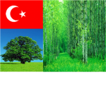 Green Clan Of Turks