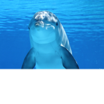 DOLPHIN HATE GROUP