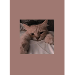 ~Lia's Kitten's~