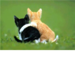 Club of Cat People